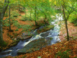 Buy River in Autumn Woodland, Ireland at AllPosters.com