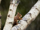 Red Squirrel, Perched on Birch Branch in Snow, Lancashire, UK