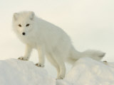 Arctic Fox, Along the Ice Edge of Hudson Bay, Near Churchill, Canada