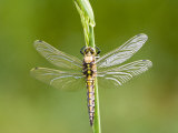 Buy Black Tailed Skimmer Dragonfly, Female Drying, UK at AllPosters.com