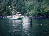 Killer Whale, Male at Surface, BC, Canada