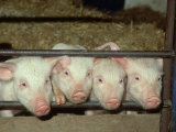 British Saddleback, Piglets Peering Through Bars of Sty UK