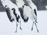 Buy Red-Crowned Crane, Hokkaido, Japan at AllPosters.com