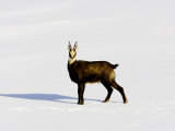 Buy Chamois, Standing in Snow, Switzerland at AllPosters.com