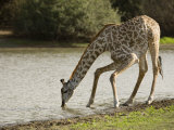 Buy Masai Giraffe, Adult Bending Down to Drink from Lake, Tanzania at AllPosters.com