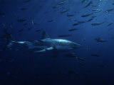 Buy Great White Shark, Swimming, Pacific at AllPosters.com