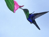 Buy Violet-Crowned Woodnymph, Costa Rica at AllPosters.com