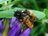 Solitary Bees, Mating on Flower, Cambridgeshire, UK