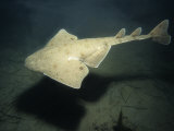 Pacific Angel Shark, Swimming, USA