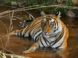 Bengal Tiger, Female Lying in Water, Madhya Pradesh, India