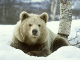 European Brown Bear, Ursus Arctos Male Sat on Snow Norway