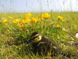 Buy Mallard, Duckling in Wildflower Meadow, UK at AllPosters.com