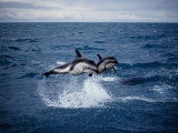 Dusky Dolphin, Leaping, New Zealand