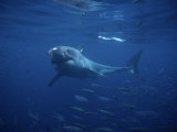 Great White Shark, Tagged, Pacific