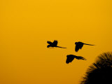 Buy Hyacinth Macaws, Parrots in Flight at Sunrise, Brazil at AllPosters.com