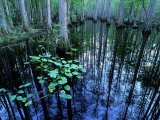 Buy Water-Lilies in Bald Cypress Swamp, USA at AllPosters.com