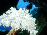 Octo Corals, St. Johns Reef, Red Sea