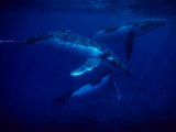 Humpback Whales, Swimming Over Reef, Polynesia
