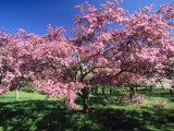 Buy Prunus Tree, Montreal, Quebec, Canada at AllPosters.com