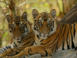 Bengal Tiger, 11 Month Old Juveniles, Madhya Pradesh, India