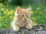Buy Orange Kitten, Playing on Rock at AllPosters.com