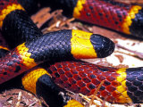 Buy Eastern Coral Snake, Alachua Co. at AllPosters.com