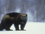 Buy Wolverine, Adult Standing on Snow, Winter at AllPosters.com