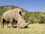 Buy White Rhino, Breeding Animal for Introduction Eleswhere in Kenya, Kenya at AllPosters.com