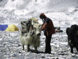 Yak and Sherpa, Nepal