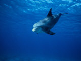 Bottlenose Dolphin, Underwater, Caribbean