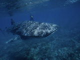 Whale Shark, with Diver, W. Australia