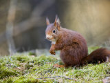 Red Squirrel, Sat on Moss, Lancashire, UK