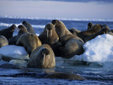 Walrus, Group on Ice, Canada