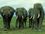 Buy Elephants, Group of Bulls, Kenya at AllPosters.com