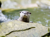Asian Short Clawed Otter, Curious Otter Peering Over Rock, Earsham, UK