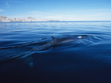Fin Whale at Surface, Baja, California
