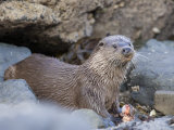 European Otter Eating an Eel on a Rocky Shore, Scotland