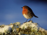 Robin, Perched on Branch in Snow, Scotland, UK