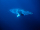 Minke Whale, Underwater, Queensland