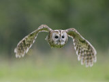 Tawny Owl, Adult in Flight, UK