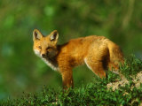 Buy Red Fox, Cub Standing, Colorado at AllPosters.com