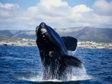 Buy Southern Right Whale, Breaching, S Africa at AllPosters.com
