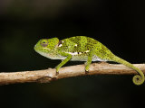Buy Flap-Necked Chameleon, Jozani Forest, Zanzibar at AllPosters.com