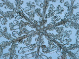 Buy Snowflake, Close Up at AllPosters.com