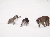 Buy Mountain Lion, with Cubs in Snow, USA at AllPosters.com