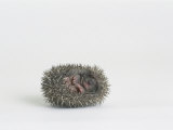 Buy Hedgehog, Young at AllPosters.com