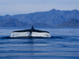 Blue Whale, Raising Flukes, Sea of Cortez