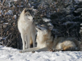 Gray Wolf Couple, Ste-Anne-De-Bellevue, Canada