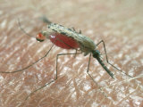 Buy Mosquito at AllPosters.com