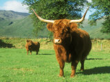 Buy Scottish Highland Cattle, Western Scottish Highlands at AllPosters.com